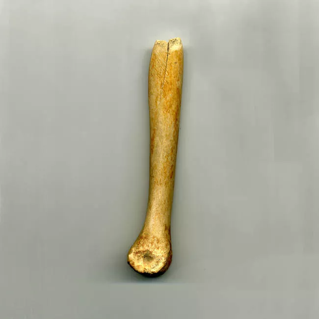 Espátula