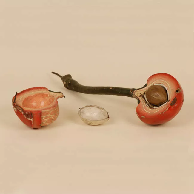 Fruto rojo