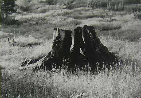 Cordillera de Cautín