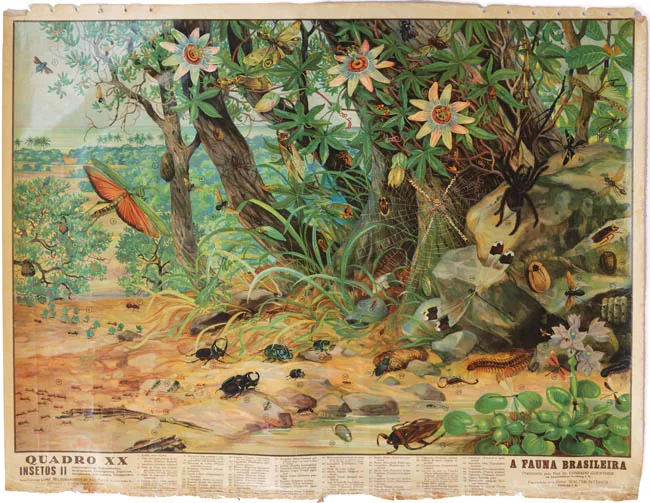 A fauna brasileira, quadro XX, insectos