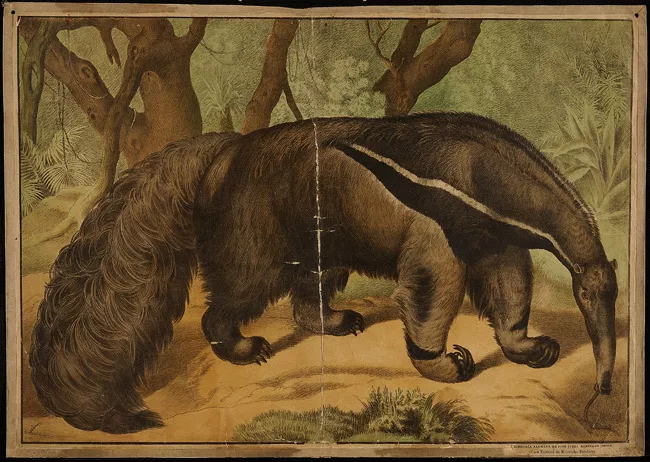 Oso hormiguero
