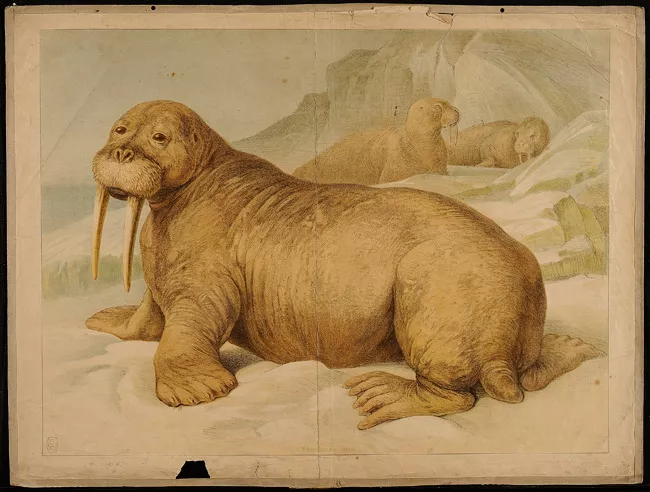 Trichechus Rusinarus 