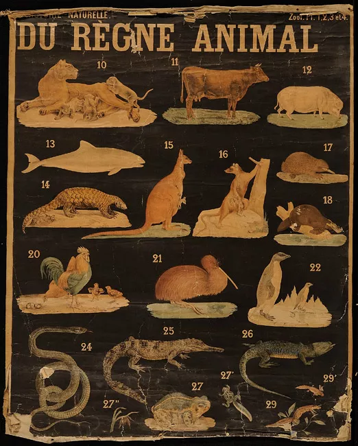 Planches Murales d' histoire Naturalle