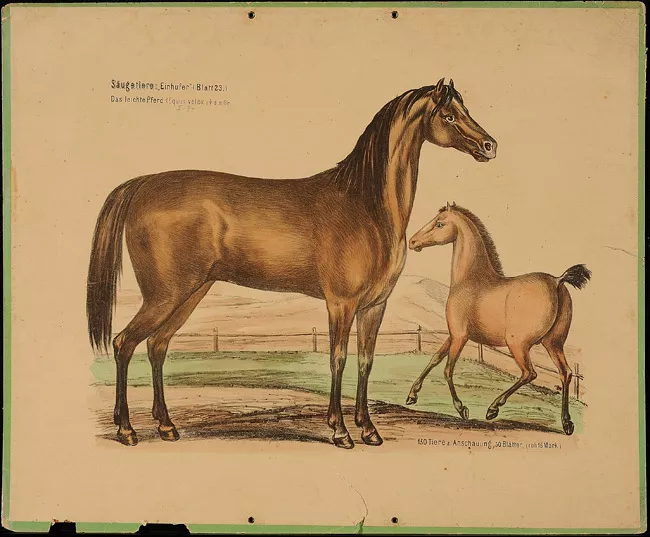 Das Leichte Pferd (Equus Velox)