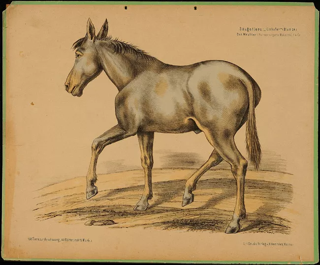 Das MAultier (Asinus vulgaris mulus)