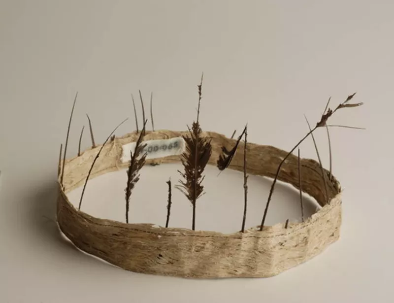 Diadema