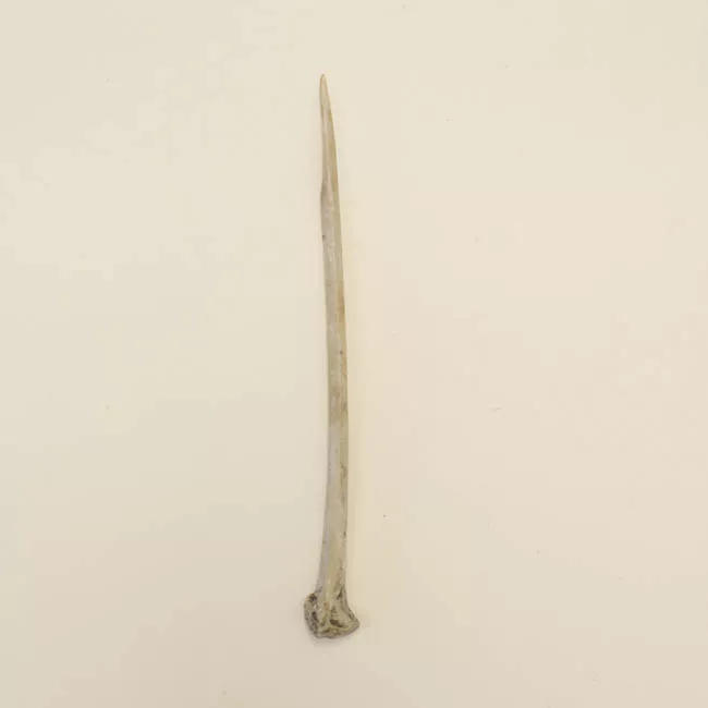 Aguja (arqueológico y etnográfico)