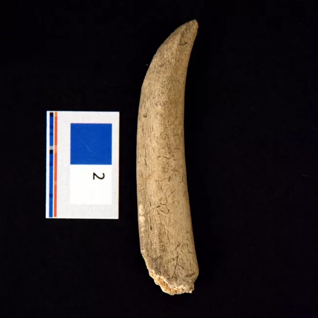 Desconchador