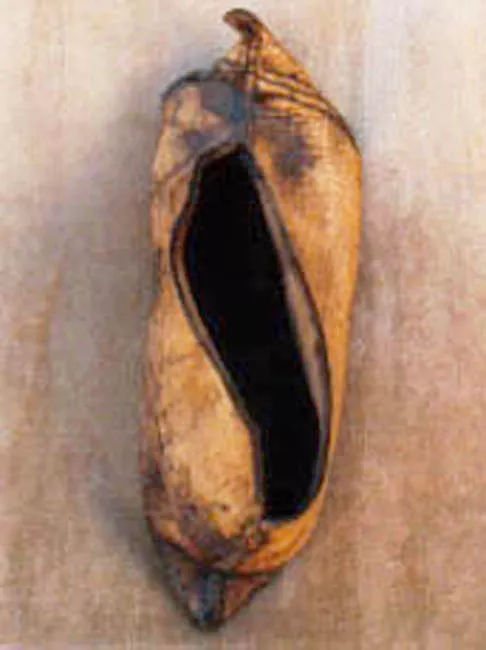 Zapato (calzado)