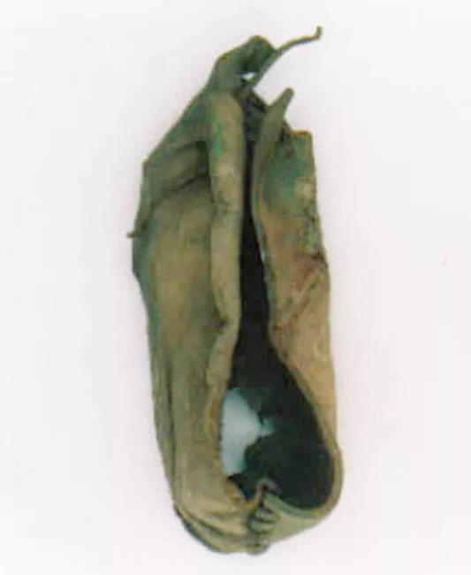 Zapato (calzado)