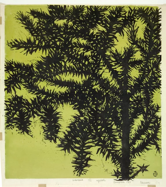 Araucaria