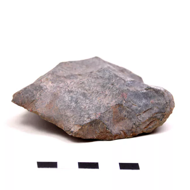 Raedera