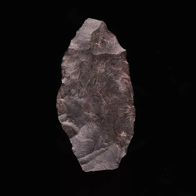 Raedera