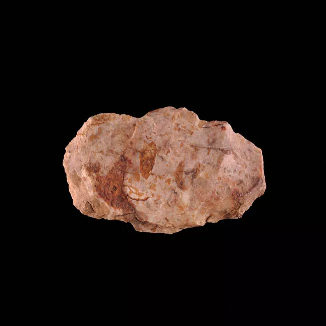 Raedera