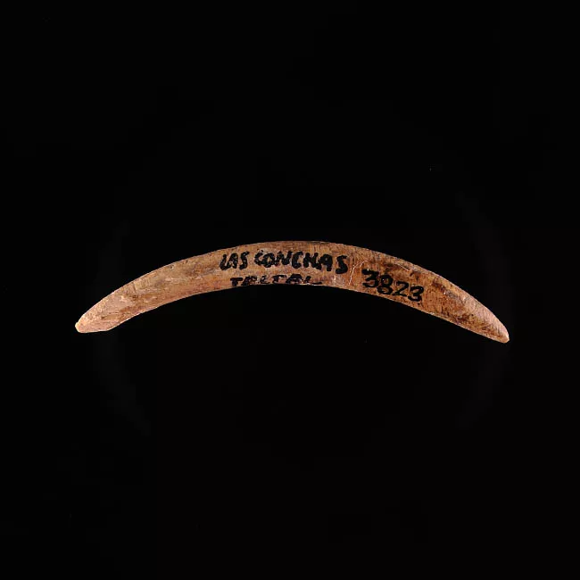 Barba de arpón