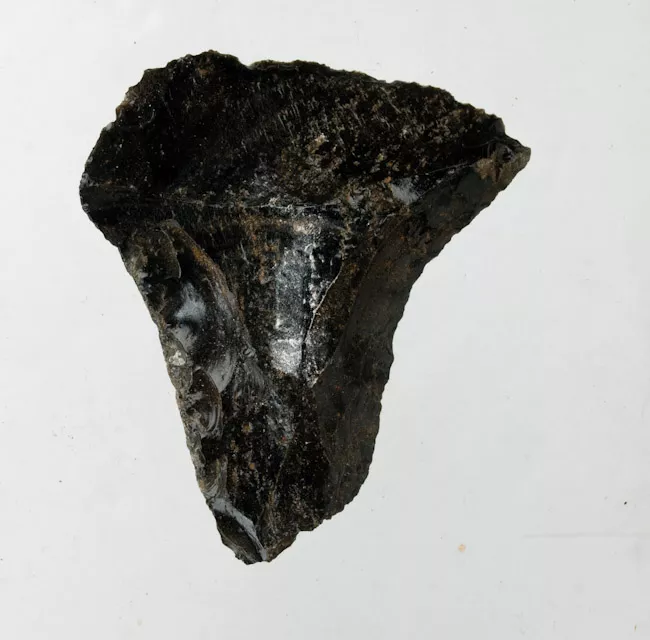 Raedera