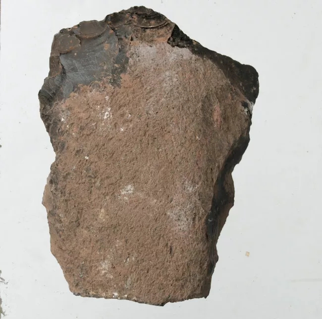 Raedera