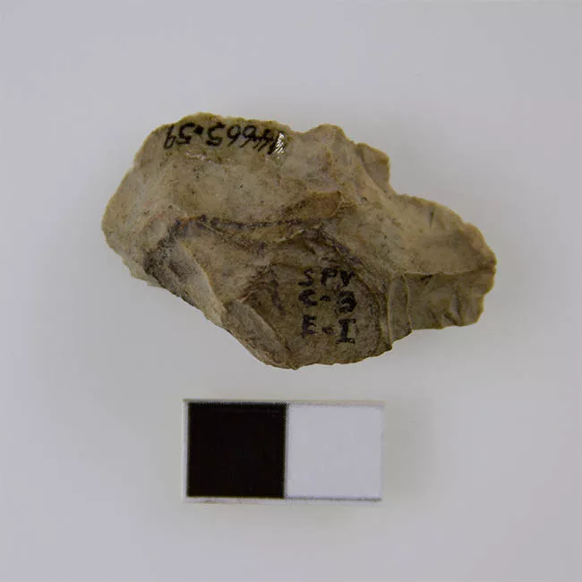 Raedera