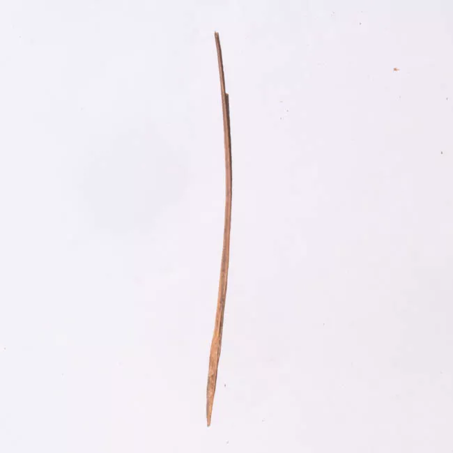 Aguja (arqueológico y etnográfico)