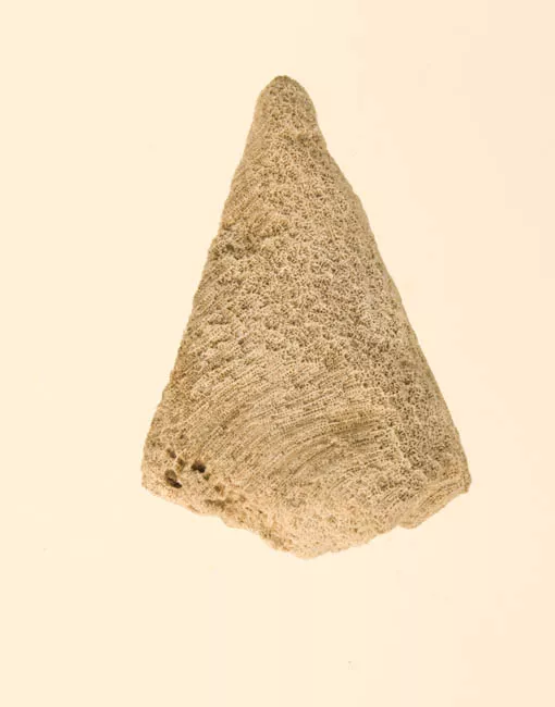 Lija
