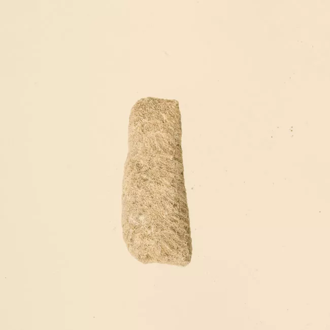 Lima de coral (Polinesia y Rapa Nui)