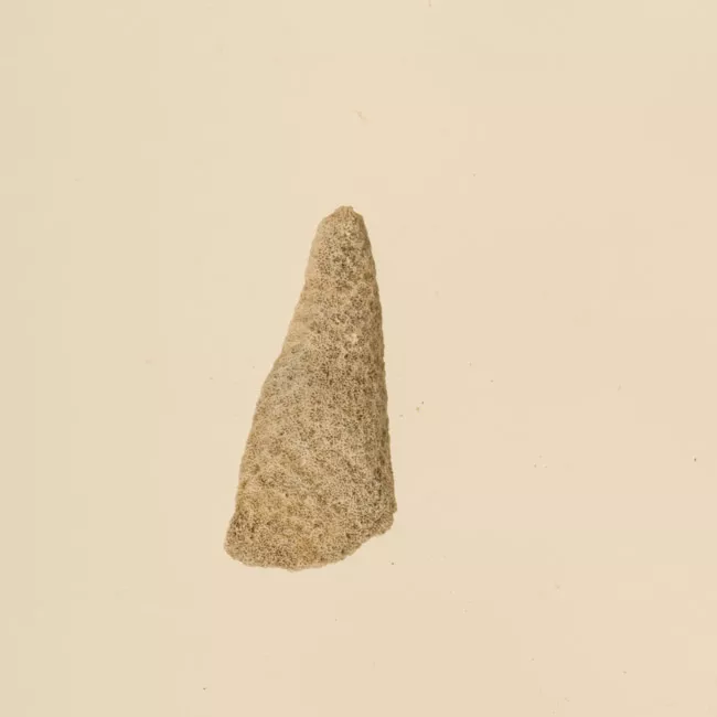 Lima de coral (Polinesia y Rapa Nui)