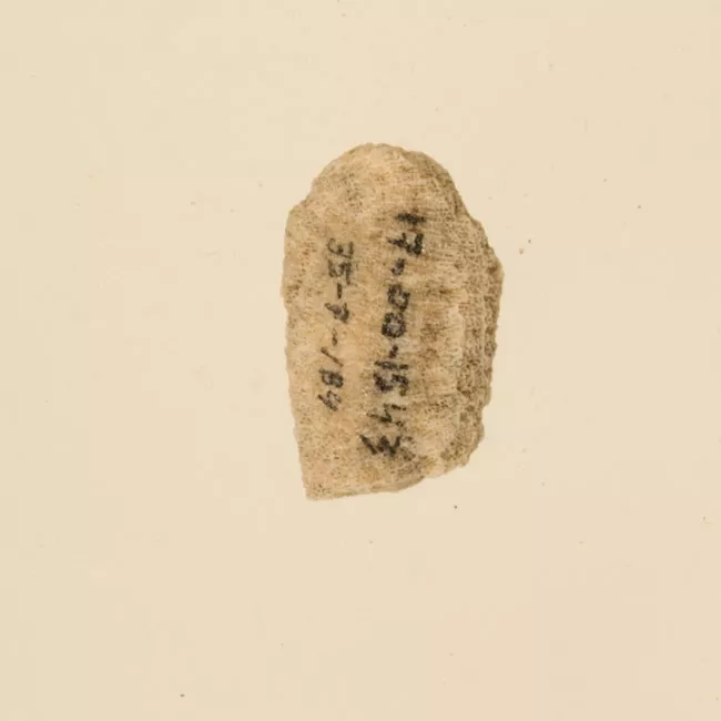 Lima de coral (Polinesia y Rapa Nui)