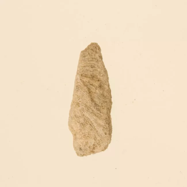 Lima de coral (Polinesia y Rapa Nui)