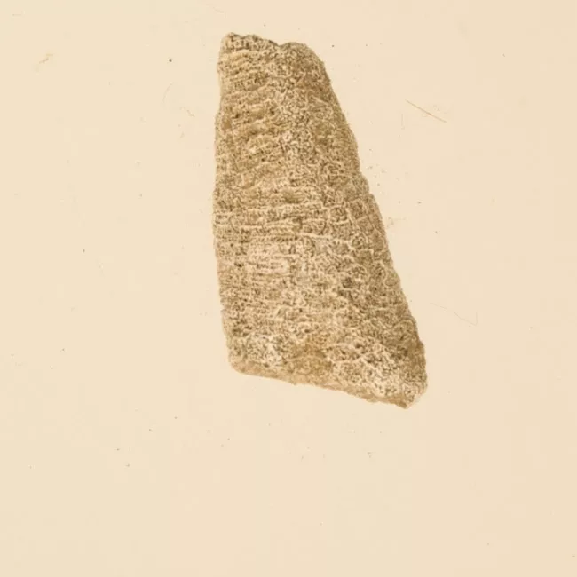 Lija