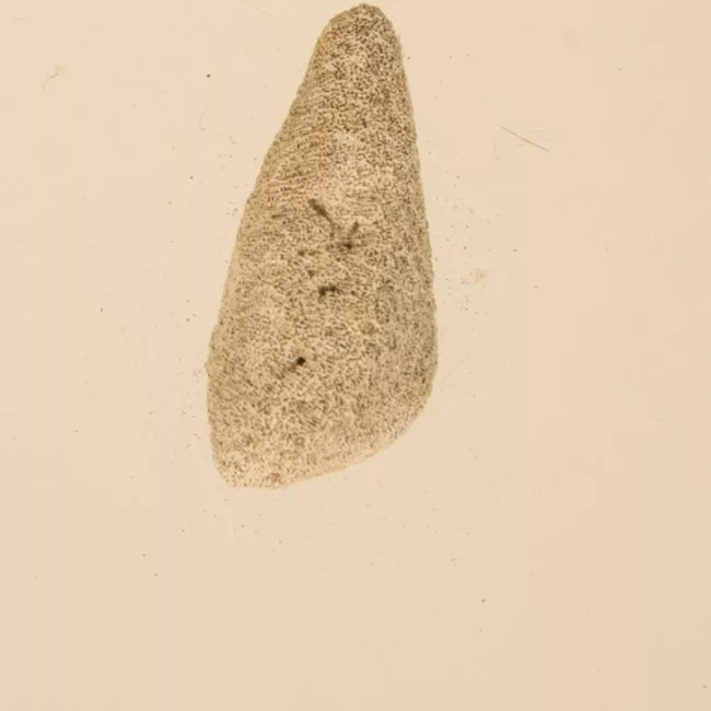Lija