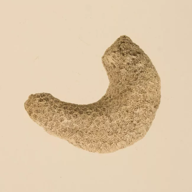Lija