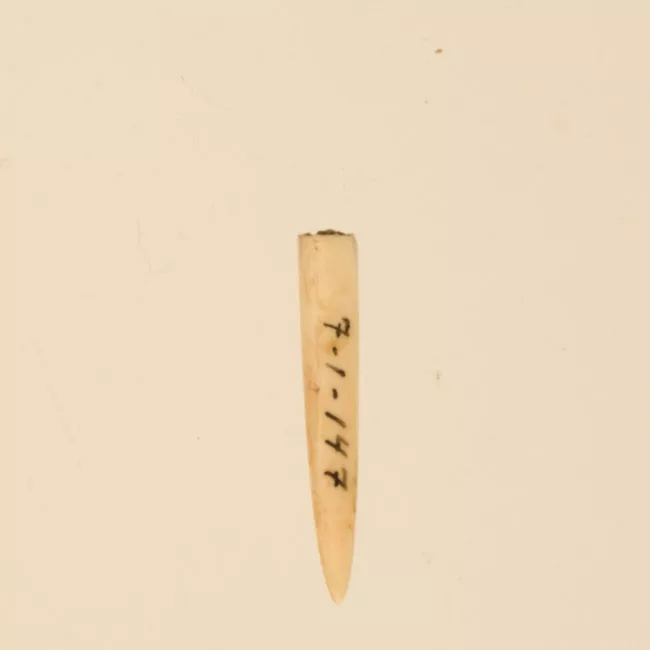 Aguja (arqueológico y etnográfico)