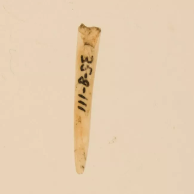 Aguja (arqueológico y etnográfico)
