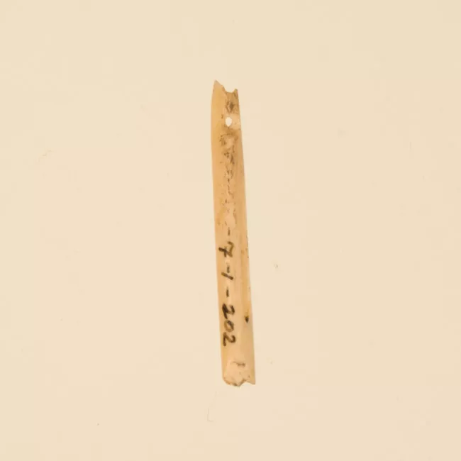 Aguja (arqueológico y etnográfico)