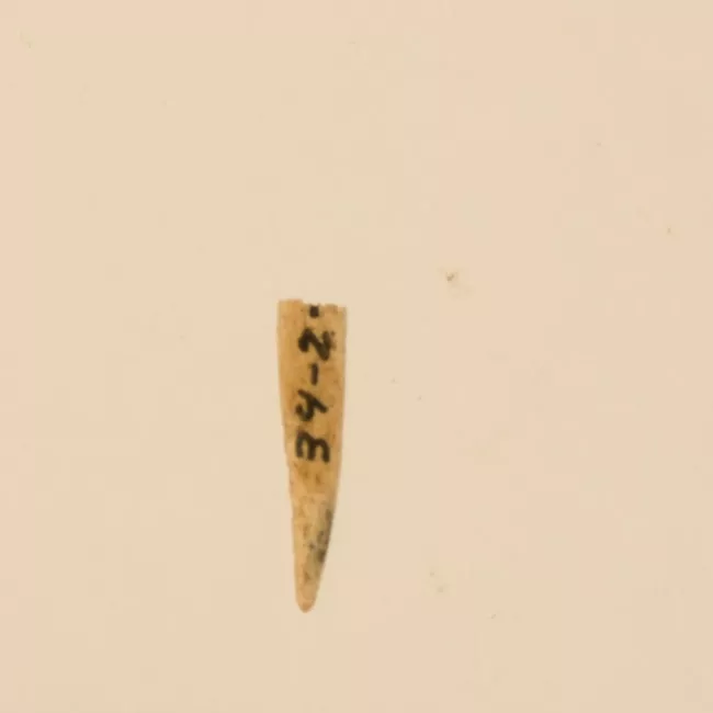 Aguja (arqueológico y etnográfico)