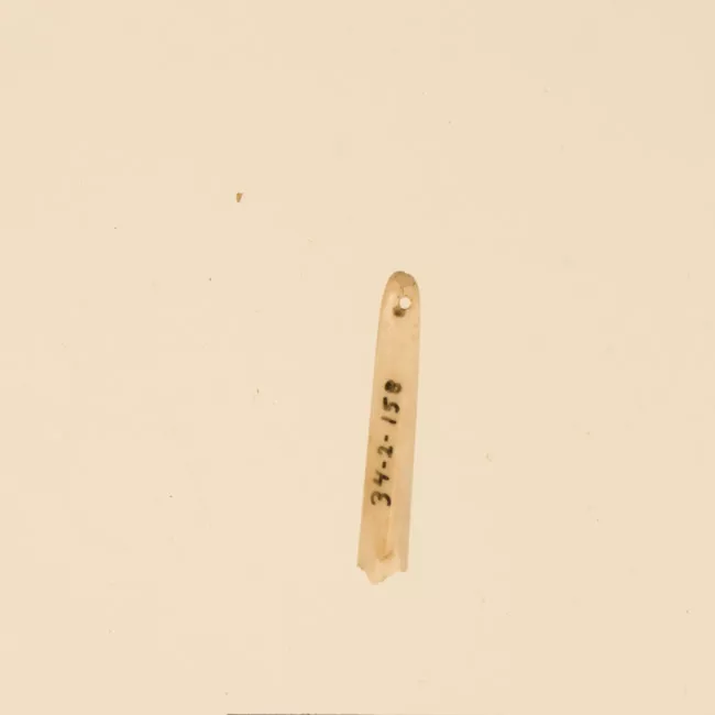 Aguja (arqueológico y etnográfico)