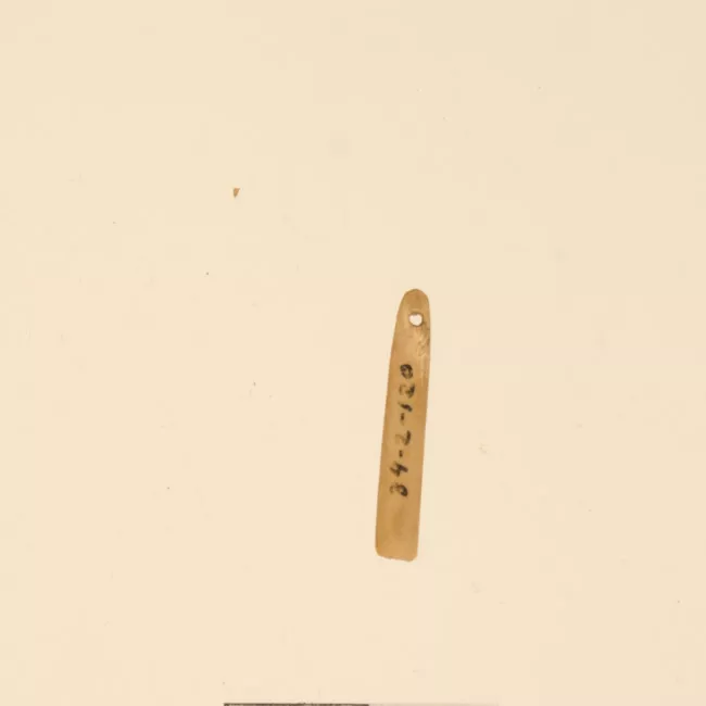 Aguja (arqueológico y etnográfico)