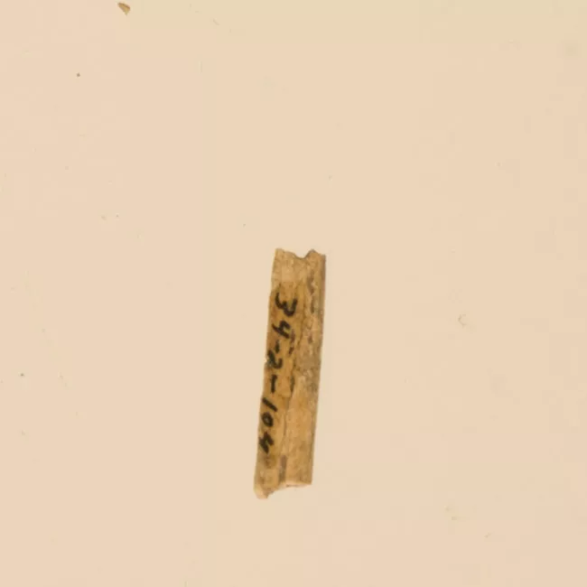 Aguja (arqueológico y etnográfico)