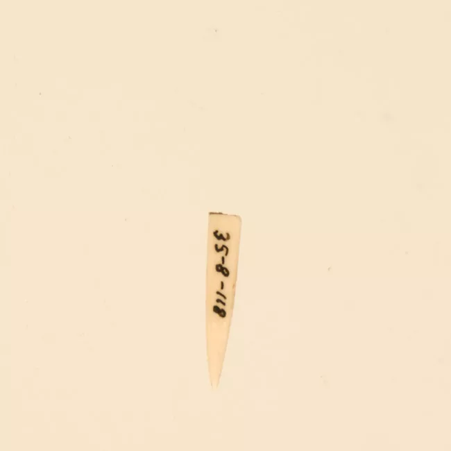Aguja (arqueológico y etnográfico)