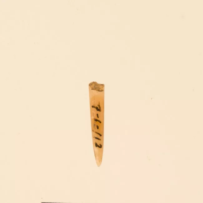 Aguja (arqueológico y etnográfico)