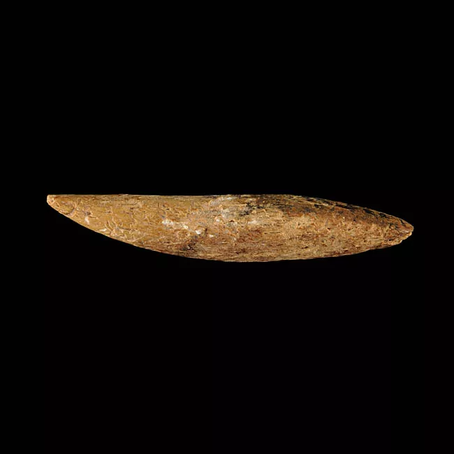Barba de arpón