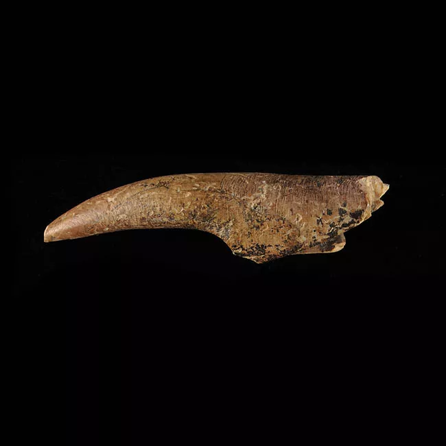 Barba de arpón