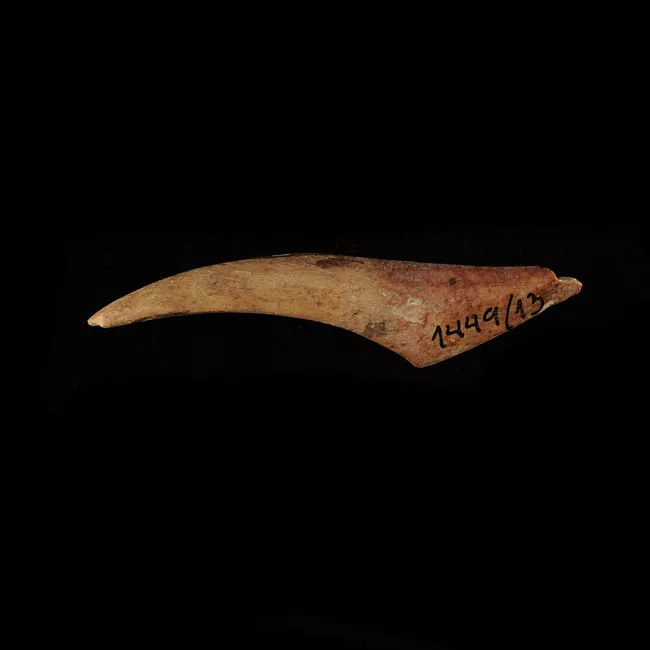 Barba de arpón
