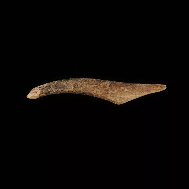 Barba de arpón
