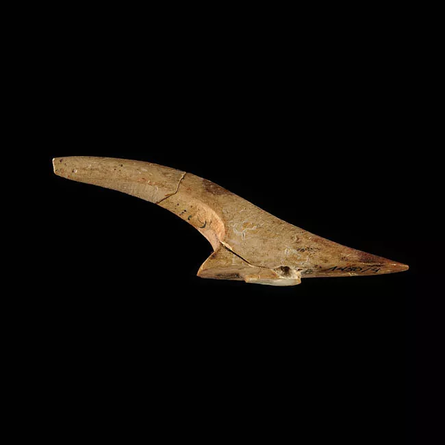 Barba de arpón