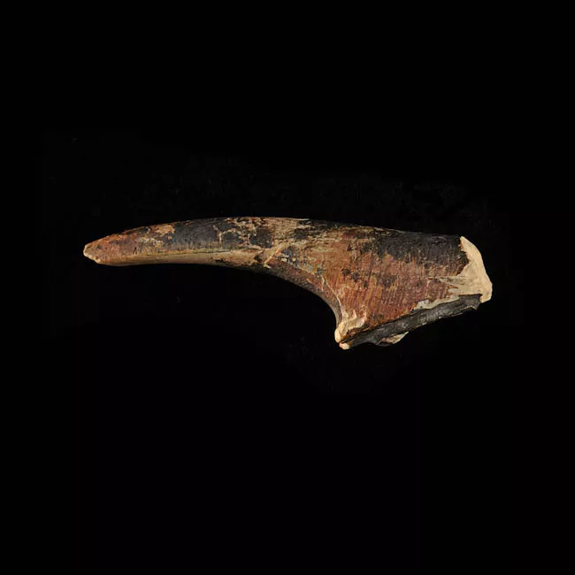 Barba de arpón