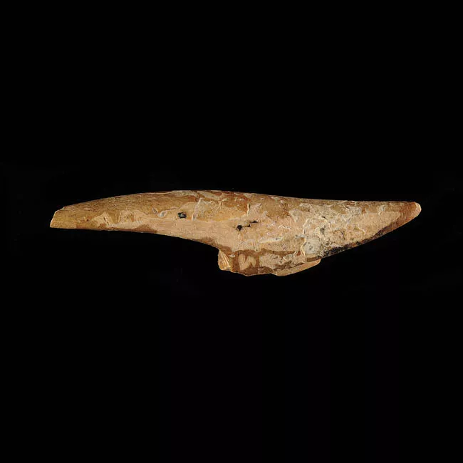 Barba de arpón