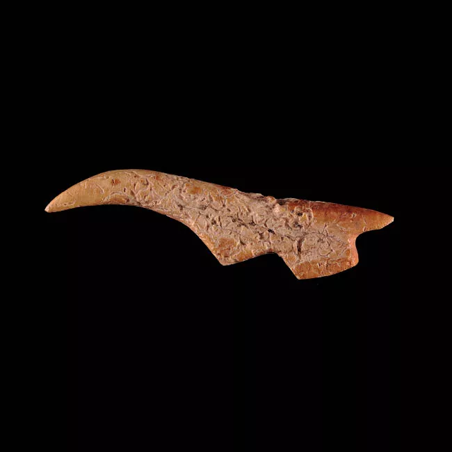 Barba de arpón