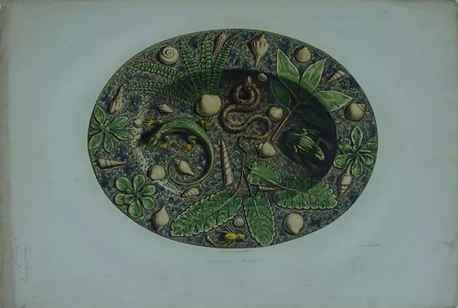 Plat à reptiles Collection de Monsieur le baron de la Villestreux