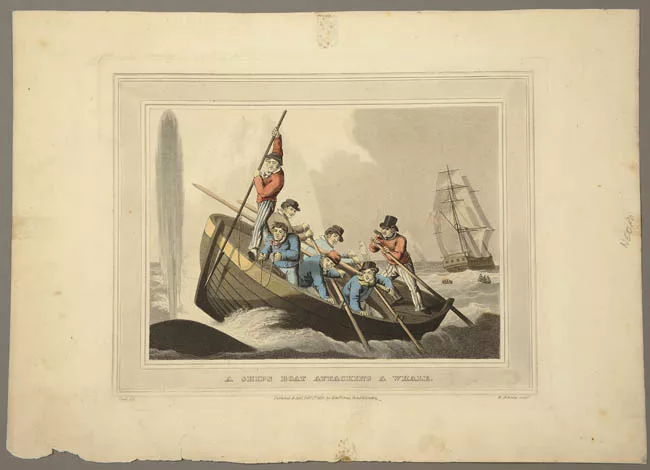 A Ships boat attacking a whale